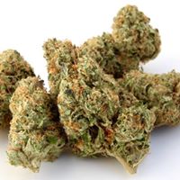 BioMass Gardens Website