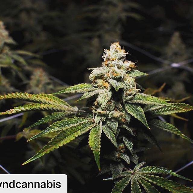 Mynt - North Reno Website