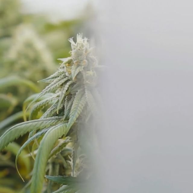 Cultivate Recreational Website