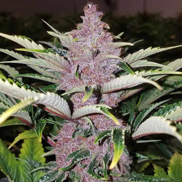 Healthy Pharms - Cambridge Website