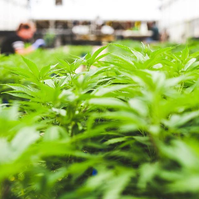 Strawberry Fields Colorado Springs Website