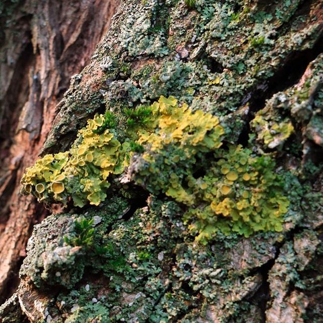 Lucy Sky Cannabis Boutique - Washington Park Website