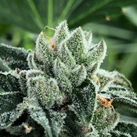 Ultra Health - North Valley Website