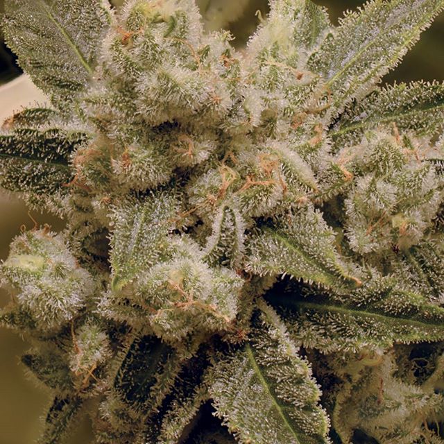 Desert Bloom Releaf Center Website