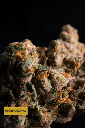 Elev8Cannabis Website