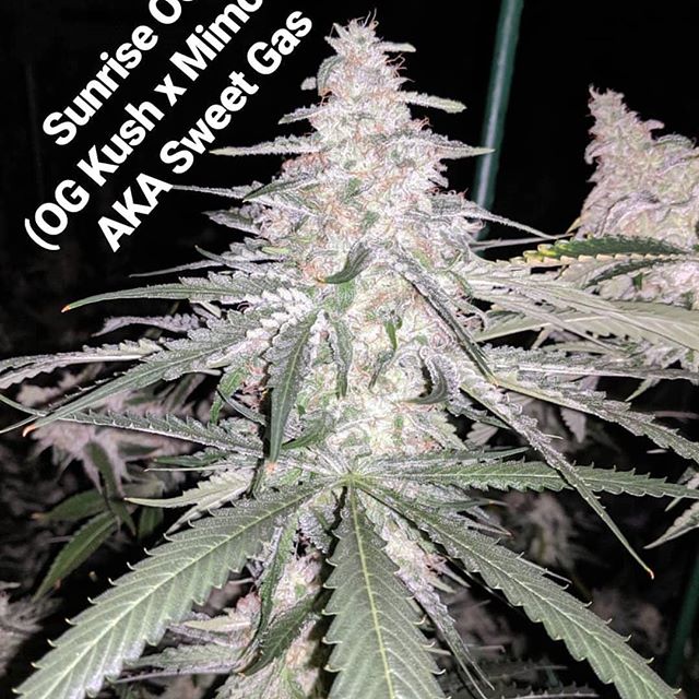 CannaBotica - Recreational Website