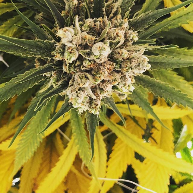 GOOD AK Cannabis Website