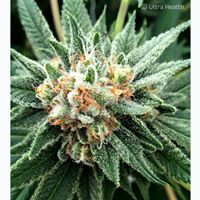 Ultra Health Albuquerque - Nob Hill Birdland Website