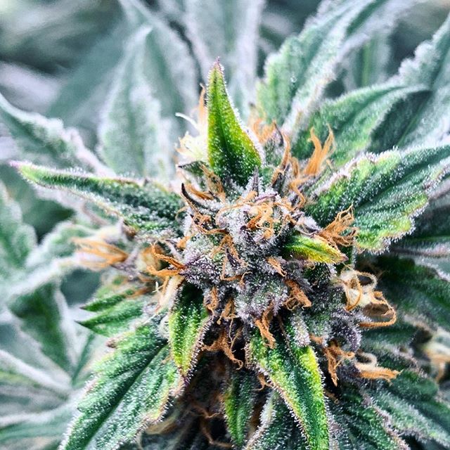 Stellar Cannabis Co. Website