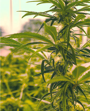 Pine Street Cannabis Company Website