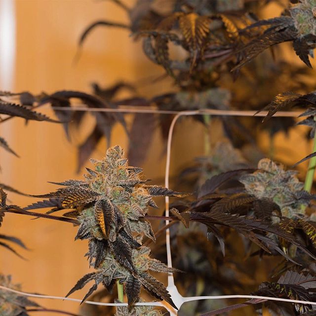 Apothca - Arlington Website