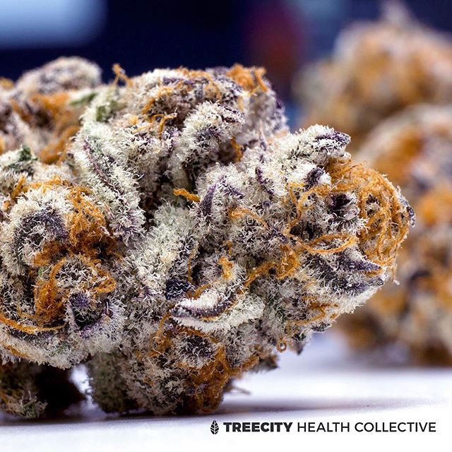 Treecity Health Collective Website