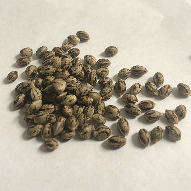 1:11 Dispensary Website