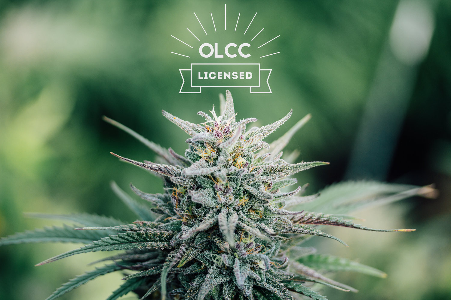 The Vth LMNT Hillsboro Website