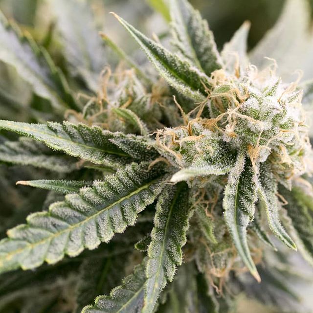 The Source - Delivery Website