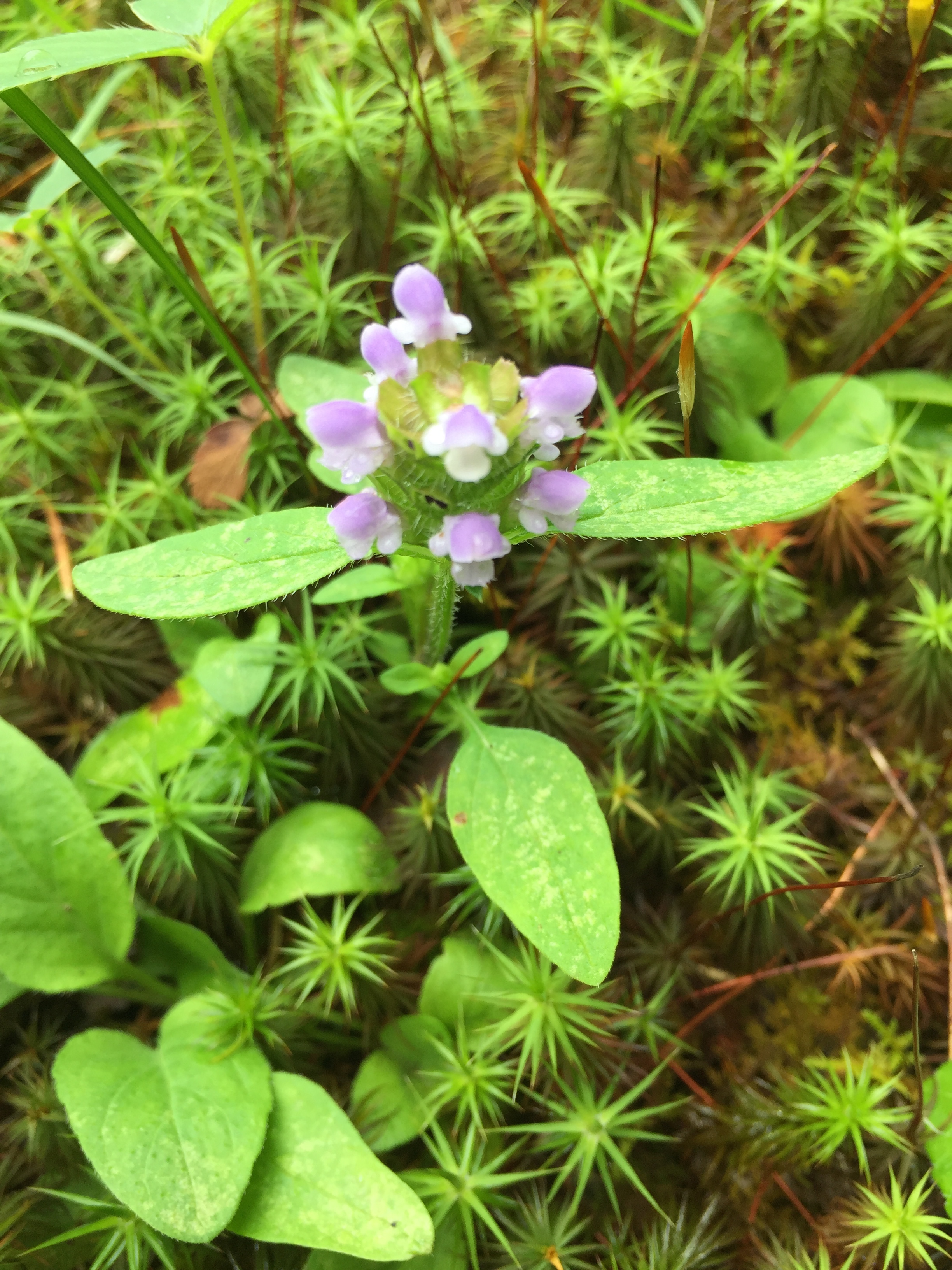 Seed Sound Herbal Apothecary Website