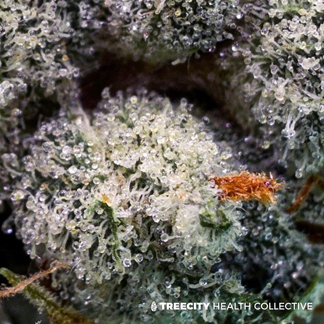 Treecity Health Collective Website