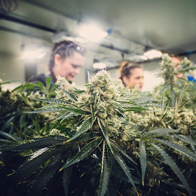 Cinder - North Division Website