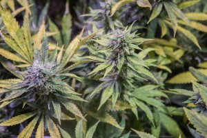 Trill Alternatives - MEDICAL Website