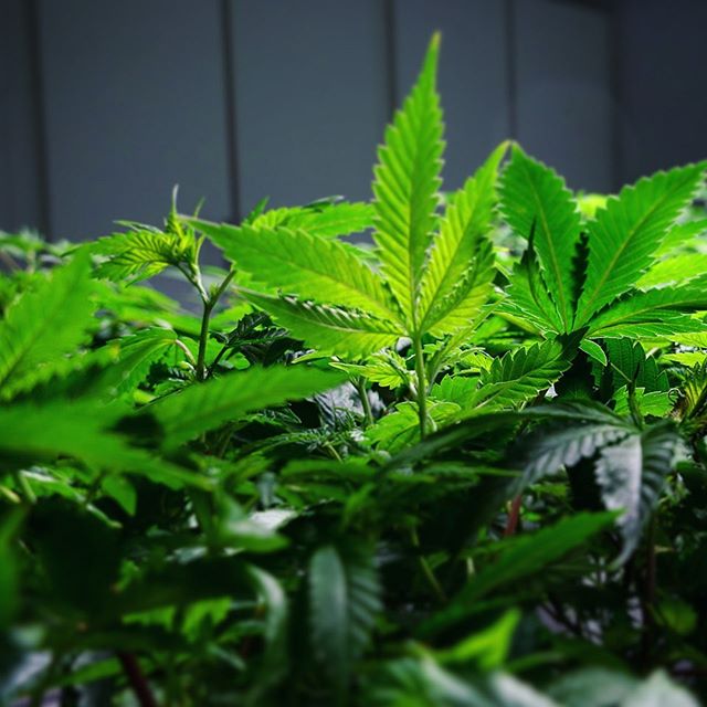 Champlain Valley Dispensary - Burlington Website