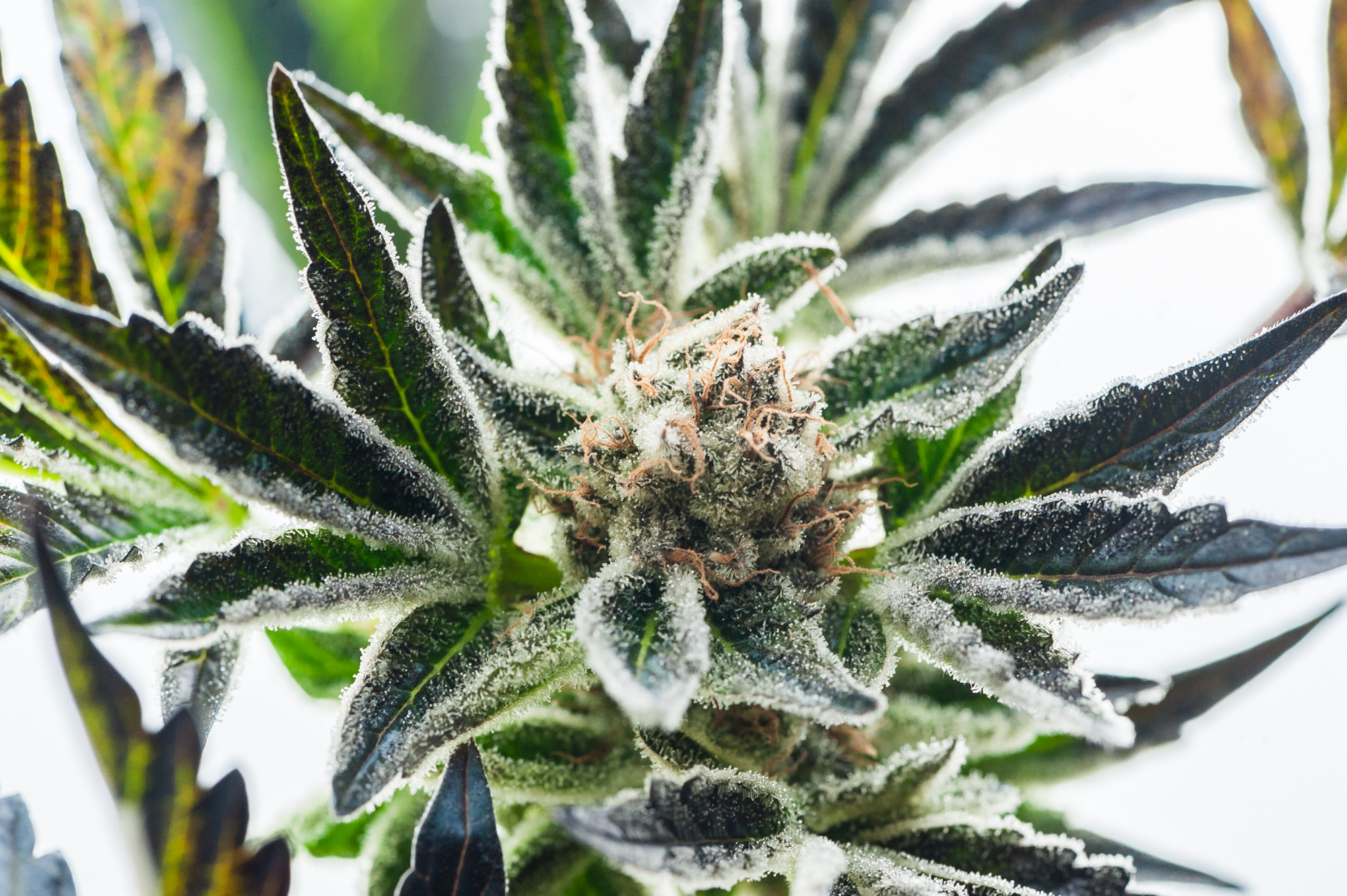 Mynt - Downtown Reno Website