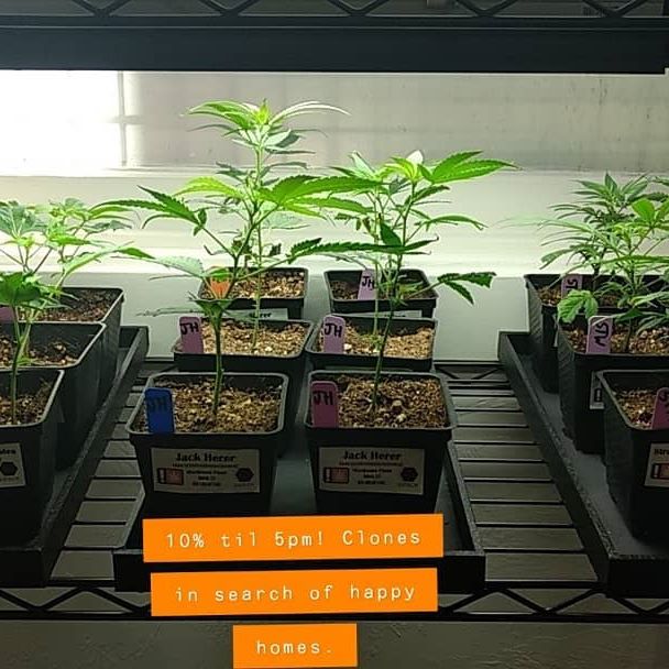 HI Casual Cannabis Astoria Website