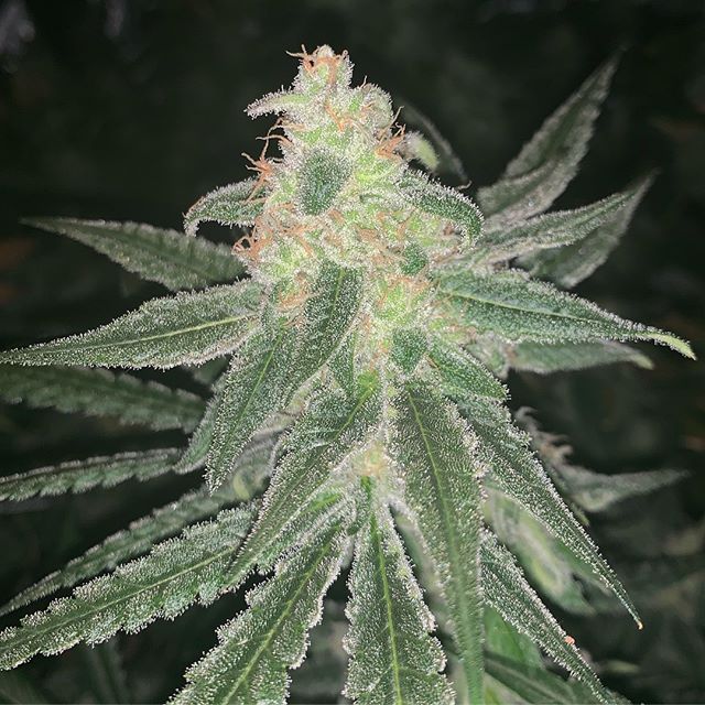 Better Buds of Maine Website