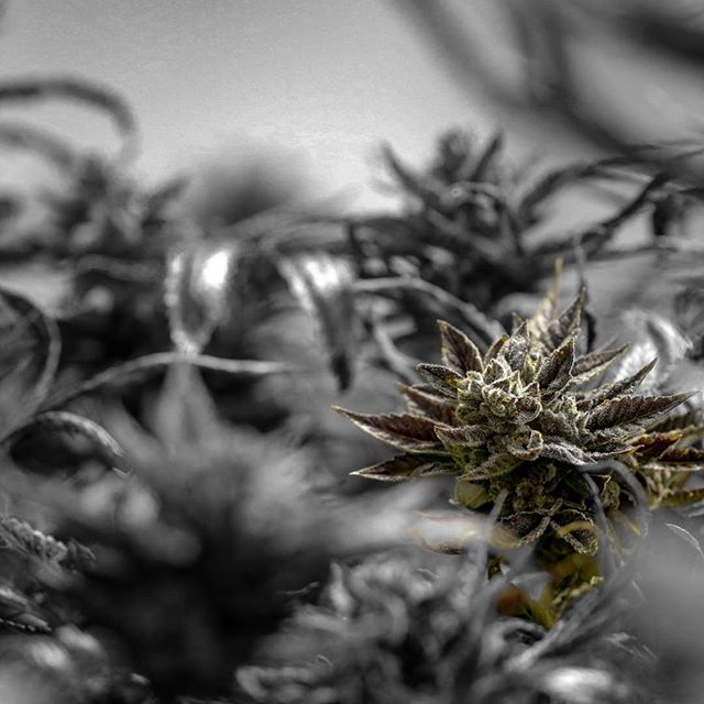 Medicine Man - Aurora Website