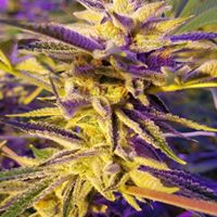 Ultra Health Albuquerque - Nob Hill Birdland Website