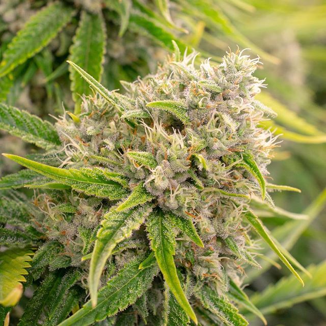 Central Ave Compassionate Care Website