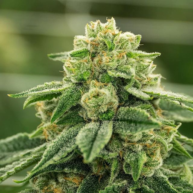 CANOPI - Downtown Website