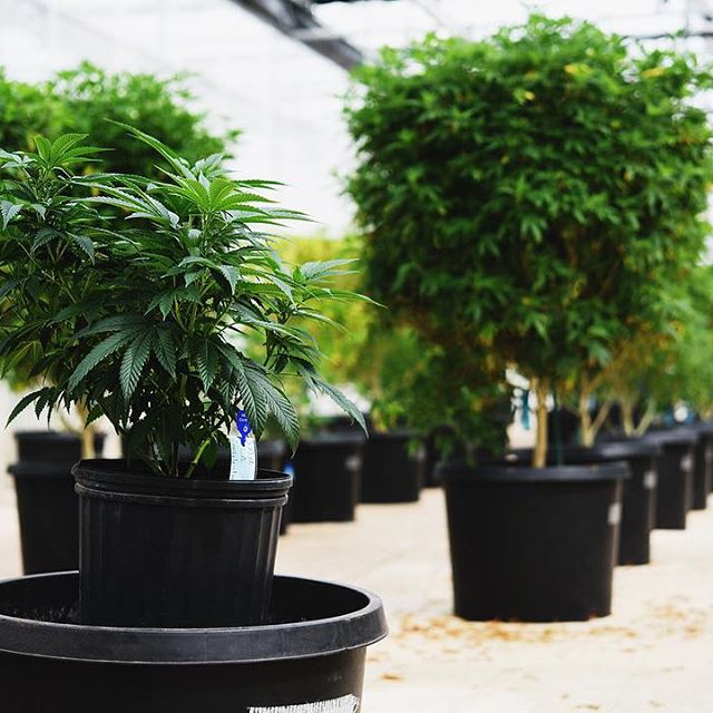 Strawberry Fields Colorado Springs Website