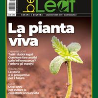 Beleaf Magazine Website