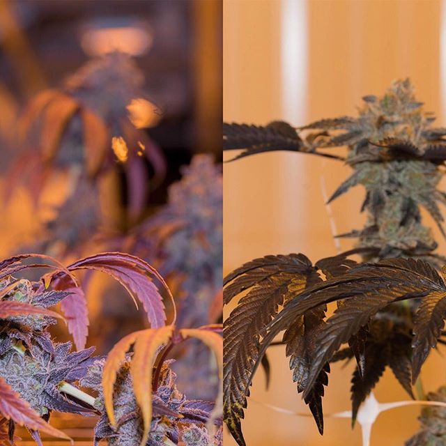 Apothca - Arlington Website