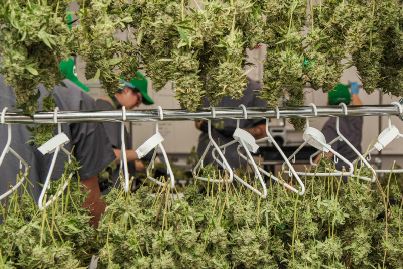 RISE - Amherst Website