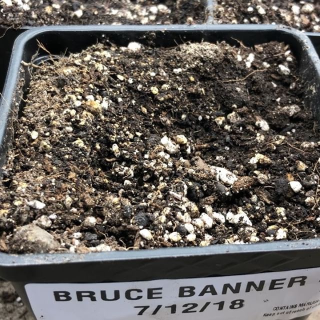 1:11 Dispensary Website