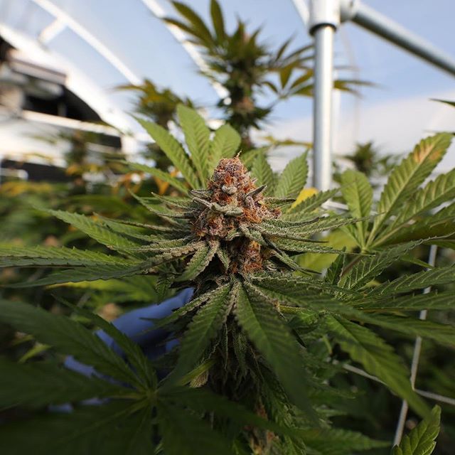 Green Pharms Dispensary Mesa Website