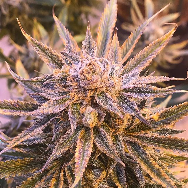 Sacred Seed Medical Dispensary Website