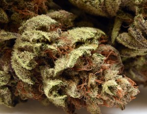 Pure Medical 2 Website