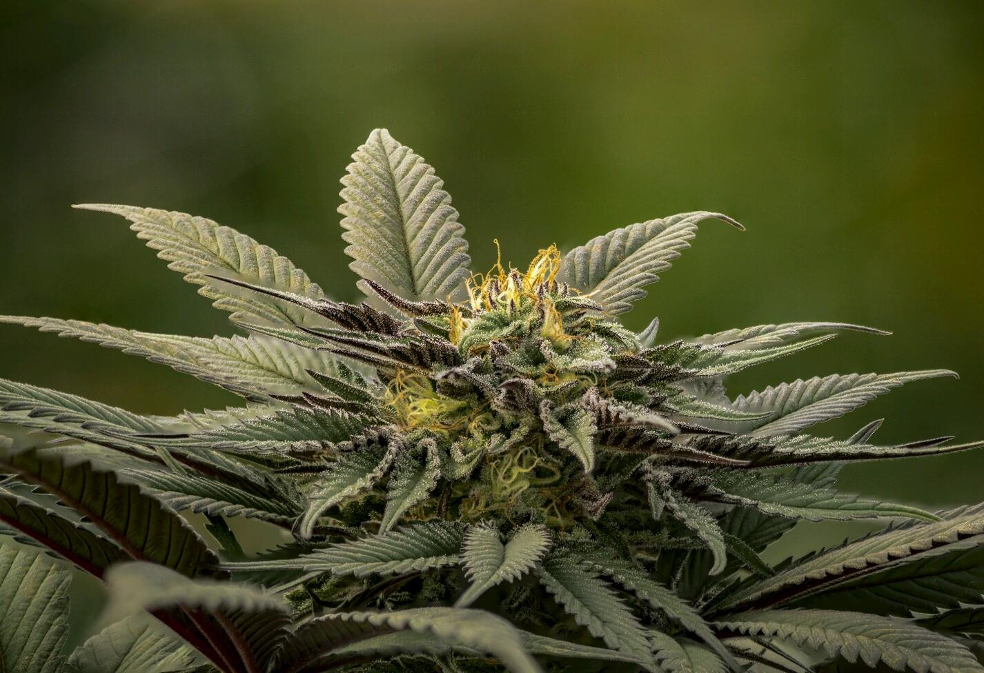 Plantae Madras Website