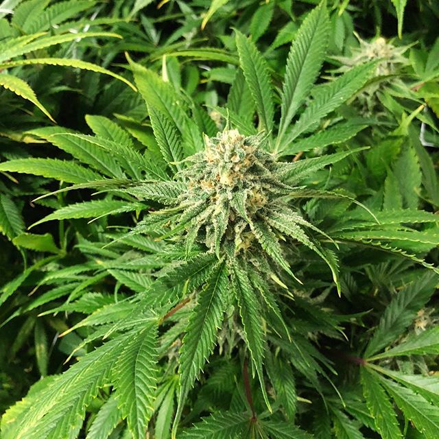 Emerald  Phoenix Website