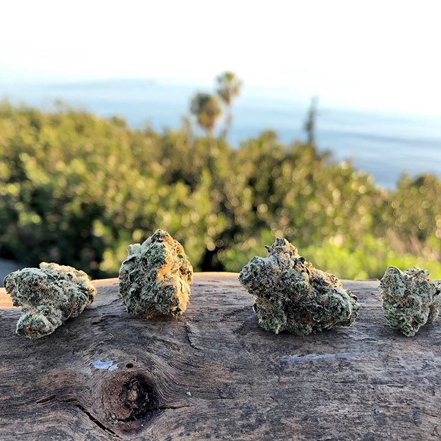 Canopy Health and Wellness Website