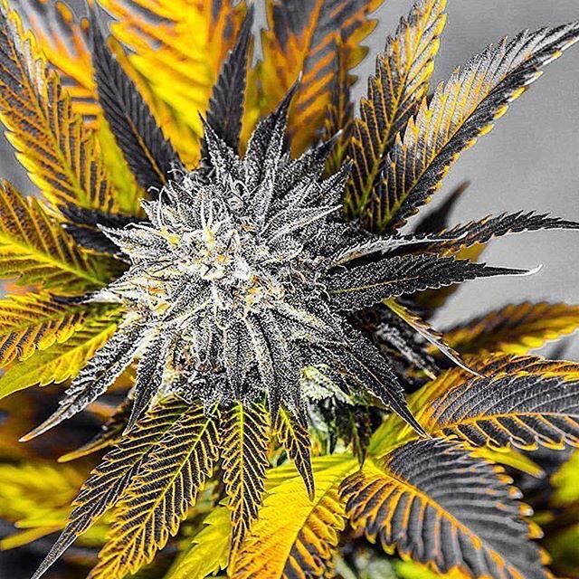 MMJDoctorOnline.com - Hayward Website