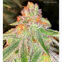 Ultra Health - North Valley Website