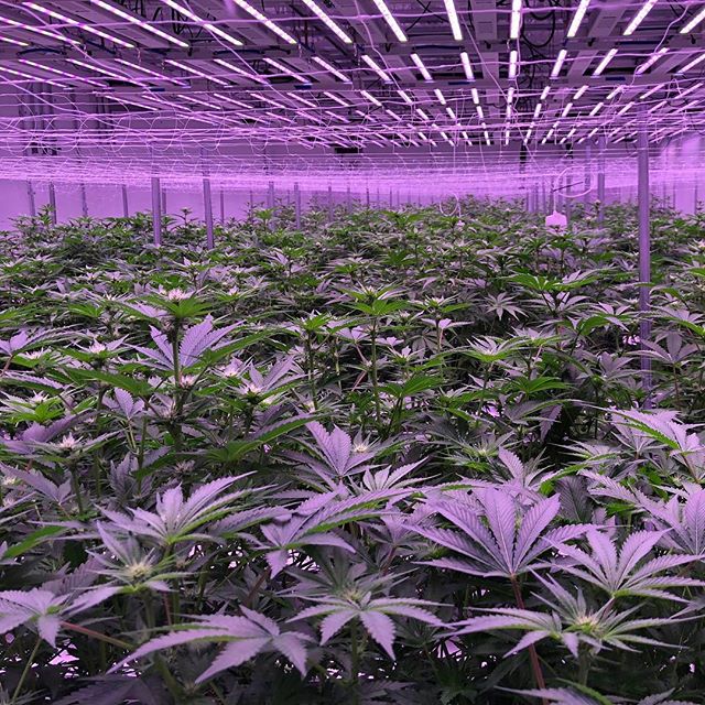 Revolutionary Clinics - Fresh Pond Website