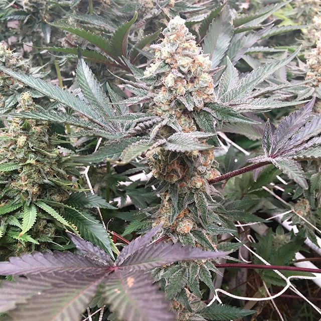 Lovelight Medicinals Website