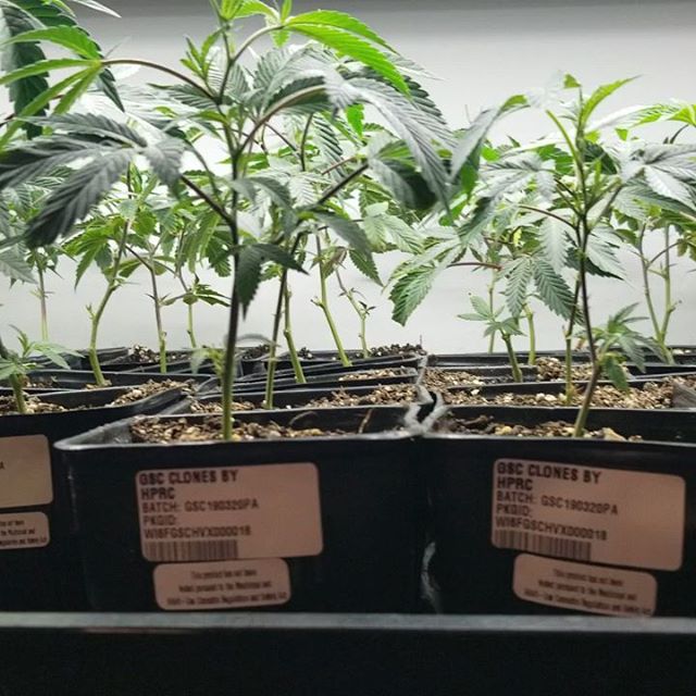 HPRC - Arcata Website