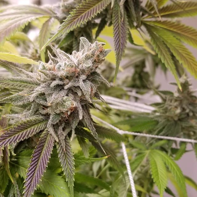 Fire Leaf Dispensary - Stockyards Website