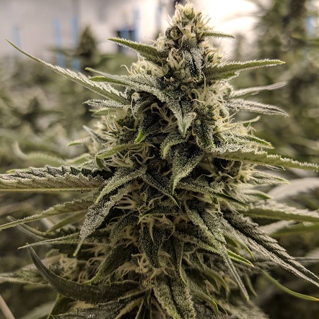 Stellar Cannabis Co. Website