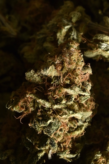 Pure Medical 2 Website